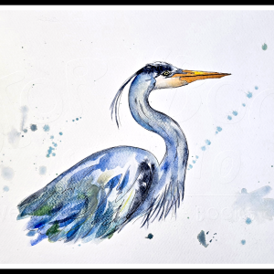 Great Blue Heron