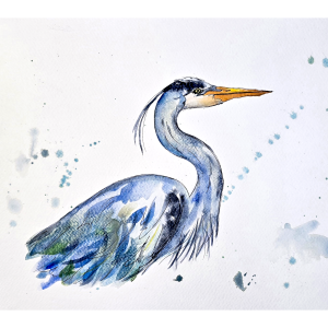 Great Blue Heron